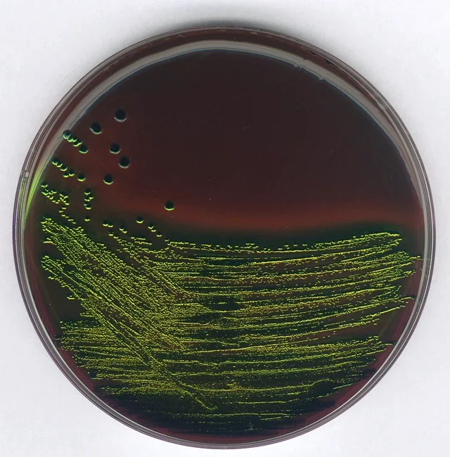 AGAR EMB, MARCA MERCK MILLIPOR, PARA DETECCION Y AISLAMIENTO DE ENTEROBACTERIAS PATÓGENAS, FRASCO DE 500 g