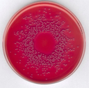 AGAR MACCONKEY, MARCA MERCK MILLIPORE PARA AISLAMIENTO DE SALMONELLA, SHIGELLA Y BACTERIAS COLIFORMES, FRASCO DE 500 g