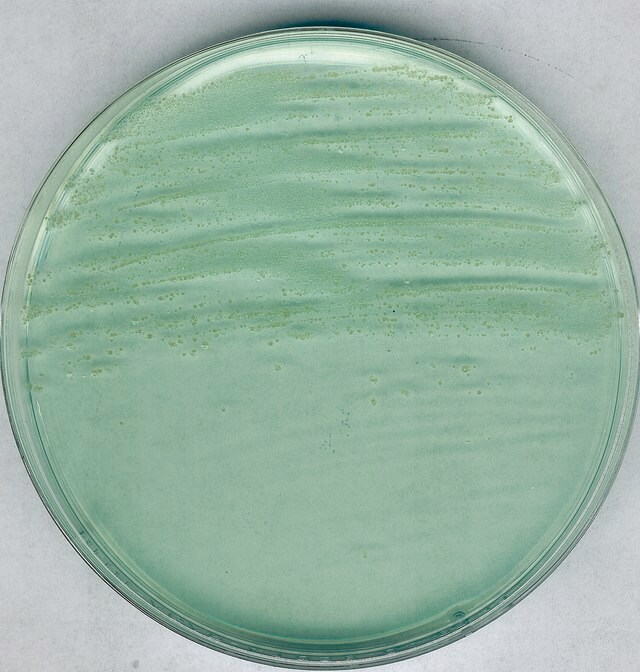 AGAR PARA ANAEROBIOS MARCA MERCK MILLIPORE SEGÚN BREWER, PARA CULTIVO DE CLOSTRIDIUM Y OTROS MICROORGANISMOS EN SUPERFICIES, FRASCO DE 500 g