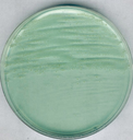 AGAR PARA ANAEROBIOS MARCA MERCK MILLIPORE SEGÚN BREWER, PARA CULTIVO DE CLOSTRIDIUM Y OTROS MICROORGANISMOS EN SUPERFICIES, FRASCO DE 500 g