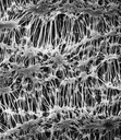 FILTROS DE MEMBRANA MILLIPORE TIPO FLUOROPORE HIDROFOBICO, NO LAMINADO DE SOPORTE, 0.5 MICRAS, 47 mm DE DIAMETRO. CAJA/100
