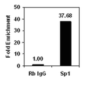 PERLAS MAGNETICAS PROTEINA A +G Magna ChIP.VOLUMEN : 1 ML. 50 REACCIONES. MARCA MERCKMILLIPORE