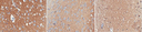 SIGMA-ALDRICH ANTICUERPO ANTI-SINAPSINA-1, CLON 10.22, SINAPSINA-1 PURIFICADA DE CEREBRO BOVINO, VALIDADO PARA WB, IH(P), IP, IF - 100µG