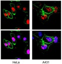 SIGMA-ALDRICH ANTICUERPO ANTI-KI-67, MONONCLONAL PURIFICADO DE RATÓN, VALIDADO PARA USO EN CF, ICQ, IHQ, IHQ(P) Y WB - 100µG