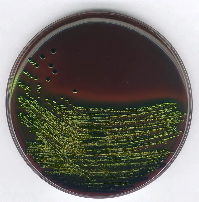 AGAR EMB, MARCA MERCK MILLIPORE, PARA DETECCION Y AISLAMIENTO DE ENTEROBACTERIAS PATÓGENAS, FRASCO DE 500 g