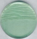 AGAR PARA ANAEROBIOS MARCA MERCK MILLIPORE SEGÚN BREWER, PARA CULTIVO DE CLOSTRIDIUM Y OTROS MICROORGANISMOS EN SUPERFICIES, FRASCO DE 500 g
