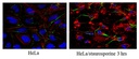 Anti-Caspase3 (active form) Antibody, clone 3D9.3. 100ug.