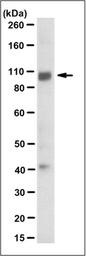 [MABD45] SIGMA-ALDRICH ANTICUERPO ANTI-DDPIV/CD26, MONOCLONAL, PURIFICADO DE RATÓN, CLON 9F1.2, VALIDADO PARA USO EN WB - 100µG