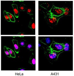 [MAB4190] SIGMA-ALDRICH ANTICUERPO ANTI-KI-67, MONONCLONAL PURIFICADO DE RATÓN, VALIDADO PARA USO EN CF, ICQ, IHQ, IHQ(P) Y WB - 100µG