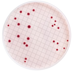 [MB000000E] MEDIO DE CULTIVO MF-ENDO DESHIDRATADO PARA RECUENTO DE COLIFORMES TOTALES. FRASCO/100 Gramos.