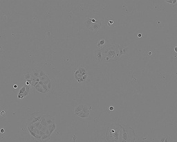 [86010202] Sulfur PESTANAL®, analytical standardCACO-2 CELL LINE HUMAN FROM HUMAN COLON(CAUCADENOCARCINOMA) 1 VIAL