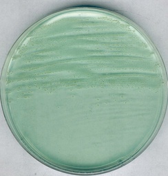 [1038630500] AGAR PARA ANAEROBIOS MARCA MERCK MILLIPORE SEGÚN BREWER, PARA CULTIVO DE CLOSTRIDIUM Y OTROS MICROORGANISMOS EN SUPERFICIES, FRASCO DE 500 g