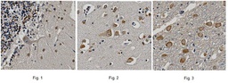 [MABN529] SIGMA-ALDRICH ANTICUERPO ANTI-RECEPTOR NEURONAL DE ACETILCOLINA ?-7, CLON 6F12.2, PURIFICADO, VALIDADO PARA WB, IHQ - 100µG