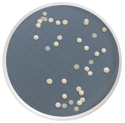 [MXSMCSD48] CASSETTE MILLIFLEX PRELLENADO CON 10 ML AGAR SABOURAUD DEXTROSA PARA IDENTIFICACION DE MOHOS Y LEVADURAS PAQ/48