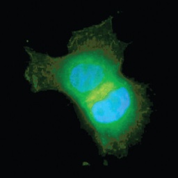 [16-293] Anti-Akt/PKB Antibody, PH Domain, clone SKB1, Alexa Fluor® 488. 50ug