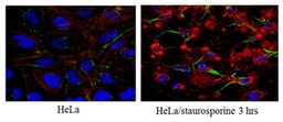 [MAB10753] Anti-Caspase3 (active form) Antibody, clone 3D9.3. 100ug.