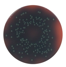 [1117550500] Agar PALCAM según VAN NETTEN et al. (base). 500g. FDA-BAM, ISO 11290