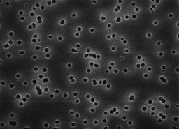 [GTTP04700] FILTROS DE MEMBRANA MILLIPORE TIPO ISOPORE EN POLICARBONATO, 0.22 MICRAS DE TAMA¥O DE PORO, 47 MM DE DIAMETRO. CAJA/100