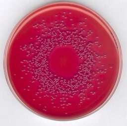 [1002050500] AGAR MACCONKEY, MARCA MERCK MILLIPORE PARA AISLAMIENTO DE SALMONELLA, SHIGELLA Y BACTERIAS COLIFORMES, FRASCO DE 500 g