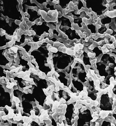 [SMWP14250] FILTROS DE MEMBRANA MILLIPORE EN ESTERES DE CELULOSA, 5.0 MICRAS DE TAMAÑO DE PORO, 142 mm DE DIAMETRO. CAJA/100