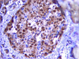 [06-1385] SIGMA-ALDRICH ANTICUERPO CABRA PDX1 POLICLONAL VALIDADO EN WV E IHC - 100 µL