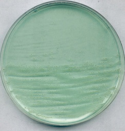 [1054520500] MILLIPORE AGAR PARA ANAEROBIOS SEGÚN BREWER PARA CULTIVO DE CLOSTRIDIOS Y OTROS MICROORGANISMOS EN SUPERFICIES, FRASCO DE 500 GR